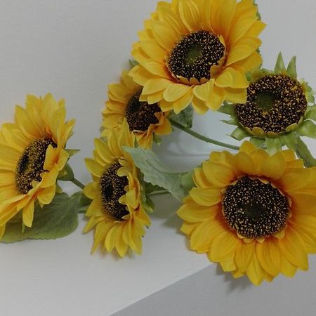 مبيت وإفطار ترينتو Girasole Grazioli 47 المظهر الخارجي الصورة